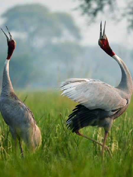 Bharatpur Bird Sanctuary