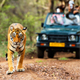 Golden Triangle Tour with Ranthambore