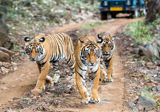 Delhi Agra Ranthambore Jaipur Tour