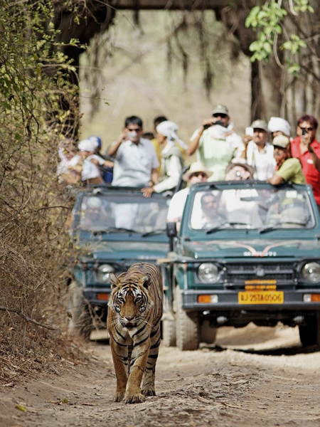 Ramthambore Safari